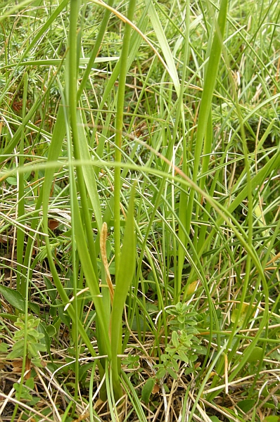 Allium ochroleucum / Aglio giallastro